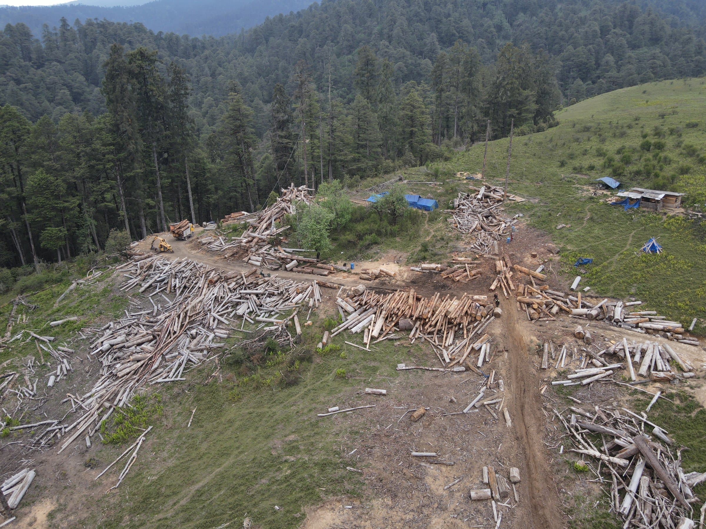 Aerial view of timber stacked at a forest management site in Gidakom FMU
