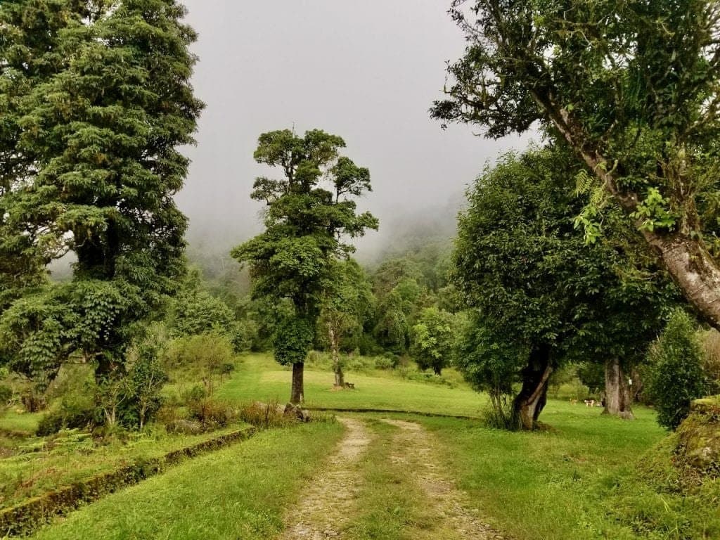 Misty forest trail through moss-covered trees at Lamperi