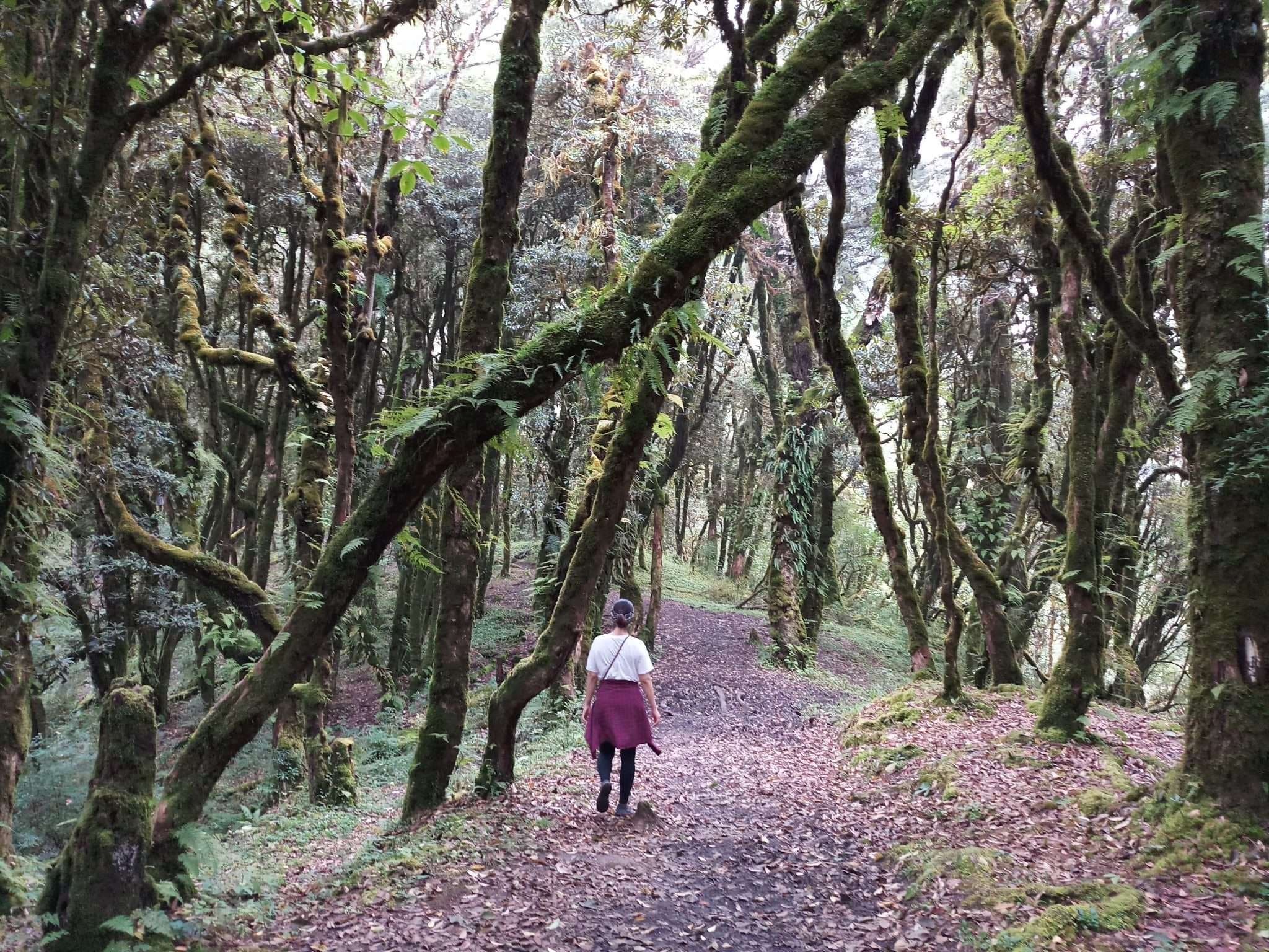 A visitor walking through the moss-covered temperate forest at Lamperi