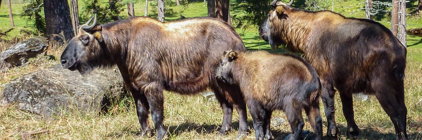 A takin grazing on dry grass with pine trees in the background