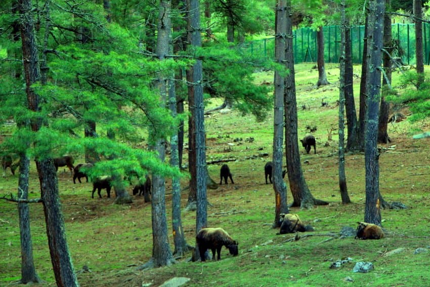 Takin resting and grazing among pine trees at Motithang