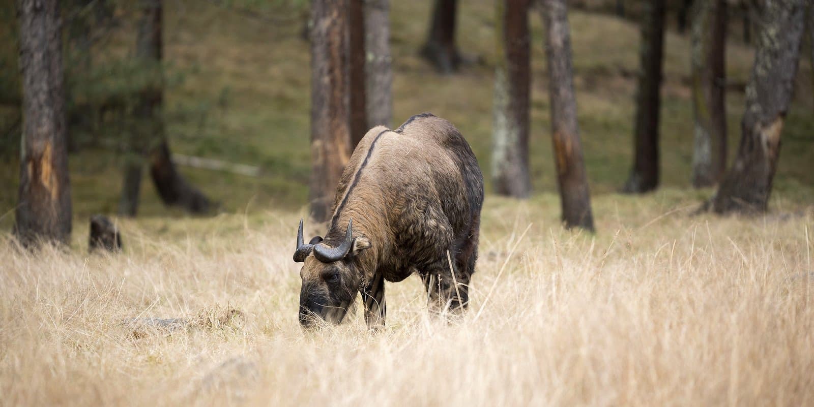 A takin grazing in the pine forest at the Royal Takin Preserve