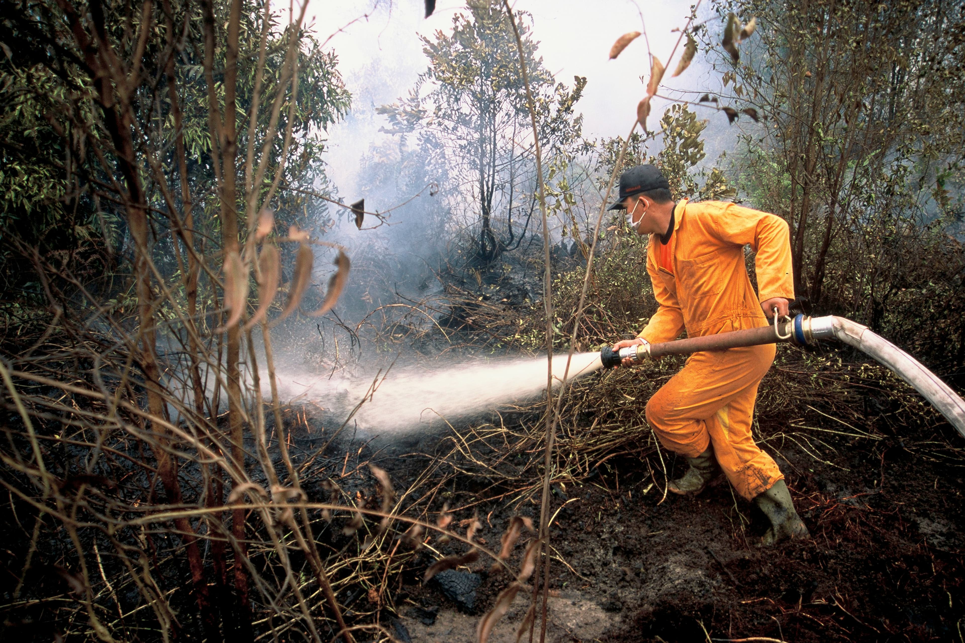 A ranger in protective clothing responding to a forest fire.